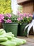 Pink diascia flowers in plastic pots ready to be planted