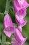 Pink Digitalis (Foxglove), macro photo