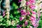 Pink Digitalis Foxgloves Flowers In Garden