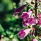 Pink Digitalis Foxgloves Flowers In Garden