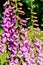 Pink Digitalis Foxgloves Flowers In Garden