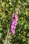 A pink Digitalis Grandiflora flower blossoming in Almindingen forest, Bornholm island, Denmark