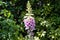 Pink digitalis plant