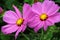 Pink dish-shaped flowers of Cosmea of Cosmos