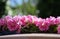 Pink Dixie rosemallows flowers in a garden