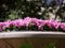 Pink Dixie rosemallows flowers in a garden