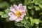 Pink dog rose (Rosa canina) closeup