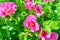 Pink Dogrose, Briar eglantine flower. Wild Rose hips closeup