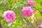 Pink Dogrose, Briar eglantine flowers. Wild Rose hips closeup