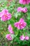 Pink Dogrose, Briar eglantine flowers. Wild Rose hips closeup