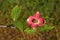 Pink Dogwood Blossom