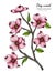 Pink dogwood flower and leaf drawing illustration with line art on white backgrounds