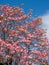 Pink dogwood tree in full bloom against blue sky in springtime