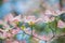 Pink Dogwoods in Bloom with blue sky