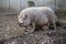 Pink domestic fat pig