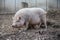 Pink domestic pig