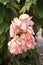 Pink Dona Queen Sirikit flower