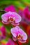 Pink dotted phalaenopsis blume orchid blossoms