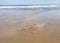 A pink dotted stingray on the beach being caught and released