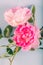 Pink double Alba rose Maiden`s Blush flower on light green background. Soft floral background. Close up.