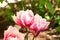 Pink Double Bloom Tulip Fringed Flower