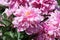 Pink double flower of Paeonia lactiflora cultivar Kievskaya Rus`. Flowering peony