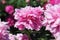 Pink double flower of Paeonia lactiflora cultivar Kievskaya Rus`. Flowering peony