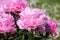 Pink double flower of Paeonia lactiflora cultivar Suzie Q close-up. Flowering peony