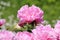 Pink double flower of Paeonia lactiflora cultivar Suzie Q close-up. Flowering peony