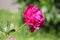 Pink double flower of Paeonia lactiflora cultivar Tomas S. Ware close-up. Flowering peony