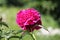 Pink double flower of Paeonia lactiflora cultivar Tomas S. Ware close-up. Flowering peony