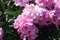 Pink double flowers of Paeonia lactiflora cultivar Kievskaya Rus`. Flowering peony