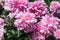 Pink double flowers of Paeonia lactiflora cultivar Kievskaya Rus`. Flowering peony