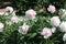 Pink double flowers of Paeonia lactiflora cultivar Madame Calot. Flowering peony plant in garden