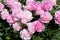 Pink double flowers of Paeonia lactiflora cultivar Suzie Q. Flowering peony