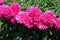 Pink double flowers of Paeonia lactiflora cultivar Tomas S. Ware. Flowering peony