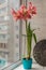 Pink double Hippeastrum