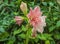 Pink double Hippeastrum in the greenhouse