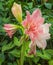 Pink double Hippeastrum in the greenhouse