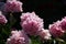 Pink double peonies on a dark background. Peony  The Fawn. Double pink peony flower. Beautiful pink peony blooms in the garden.