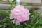 Pink double peony flower