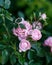 Pink double petal rose bush in summer cottage garden