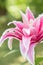 Pink Double Star Gazer Lily