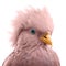 Pink dove on white