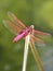 Pink dragonfly