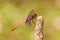 Pink Dragonfly