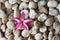 Pink drenched frangipani or Plumeria on small rock background