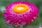 Pink dried Helichrysum