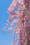 Pink drooping cherry blossoms