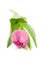 Pink Dutch tulip